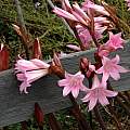 Amaryllis belladonna, Mendocino Coast, Bob Rutemoeller