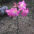 Amaryllis belladonna hybrid, Bob Rutemoeller