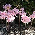 Amaryllis belladonna, Santa Ana, CA, Marvin Ellenbecker