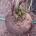 Amaryllis belladonna multiflora hybrid, Paul Tyerman