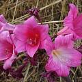 Dark pink Amaryllis hybrid, Michael Mace