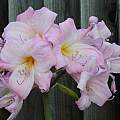Light pink Amaryllis hybrid, Michael Mace