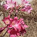 Pink and mauve Amaryllis hybrids, Michael Mace