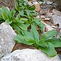 Amaryllis paradisicola, pietermier, iNaturalist, CC BY-NC