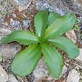 Amaryllis paradisicola, pietermier, iNaturalist, CC BY-NC