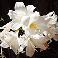 White Amaryllis hybrid, Michael Mace