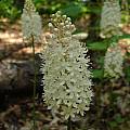 Amianthium muscitoxicum, Jay Yourch Amianthium muscitoxicum, Jay Yourch