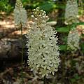 Amianthium muscitoxicum, Jay Yourch