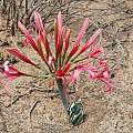 Ammocharis coranica flowering in habitat, Mary Sue Ittner