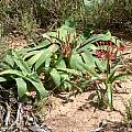 Ammocharis coranica growing in association with Nerine huttoniae in stony Karoo flats, Cameron McMaster
