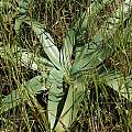 Ammocharis longifolia leaves, Tienie Versfeld Reserve, Andrew Harvie