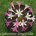 Ammocharis longifolia, Bill Dijk