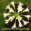Ammocharis longifolia, Bill Dijk
