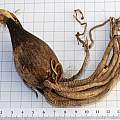 Ammocharis longifolia, M. Gastil-Buhl