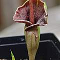 Amorphophallus henryi