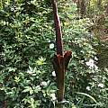 Amorphophallus konjac, Nicholas Plummer Amorphophallus konjac, Nicholas Plummer