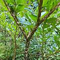 Amorphophallus konjac, Nicholas Plummer Amorphophallus konjac, Nicholas Plummer