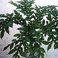 Amorphophallus rivieri var. konjac leaves, Angelo Porcelli