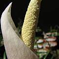 Amorphophallus pygmaeus 'Pewter Pan', Nhu Nguyen