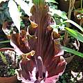 Amorphophallus richardsiae, Rogan Roth