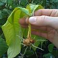 Amorphophallus titanum rooted cutting, Colin Davis