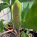 Amorphophallus yunnanensis, Arnold Trachtenberg