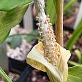 Amorphophallus yunnanensis, Arnold Trachtenberg