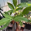 Amorphophallus yunnanensis, Arnold Trachtenberg