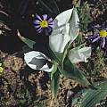 Colchicum burchellii, syn. Androcymbium burchellii, Mary Sue Ittner