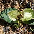 Colchicum burchellii, syn. Androcymbium burchellii, Alan Horstmann
