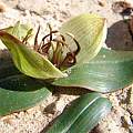 Colchicum burchellii, syn. Androcymbium burchellii, Jan and Anne Lise Schutte-Vlok