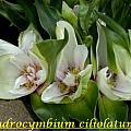 Androcymbium ciliolatum, Bill Dijk