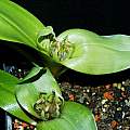 Colchicum eucomoides, syn. Androcymbium eucomoides, Gottfried Milkuhn