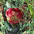 Androcymbium latifolium, Nieuwoudtville, Mary Sue Ittner
