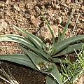 Colchicum longipes, syn. Androcymbium longipes, Naude's Nek, Bob Rutemoeller