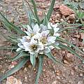 Colchicum palaestinum, syn. Androcymbium palaestinum in the Jordan Valley, Oron Peri