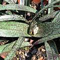 Colchicum sp., Mystery Androcymbium, Rogan Roth