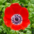 Anemone coronaria 'Hollandia', David Pilling