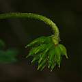 Anemone nemorosa growing seed, David Pilling
