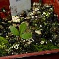 Anemone nemorosa seedling 18th April 2014, David Pilling