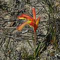 Anigozanthos humilis, Mary Sue Ittner Anigozanthos humilis, Mary Sue Ittner