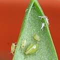 Aphids, David Pilling Aphids, David Pilling