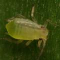 Aphids, David Pilling Aphids, David Pilling