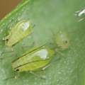 Aphids, David Pilling Aphids, David Pilling