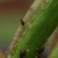 Aphids, David Pilling Aphids, David Pilling
