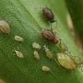 Aphids, David Pilling Aphids, David Pilling