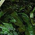 Aponogeton boivianus leaves, Janos Agoston