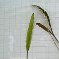 young leaves of Aponogeton crispus, 1×1 cm grid, Janos Agoston