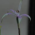 Arachnorchis hirta ssp. rosea, Mary Sue Ittner