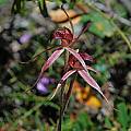 Arachnorchis reticulata, Apollo Bay, Mary Sue Ittner